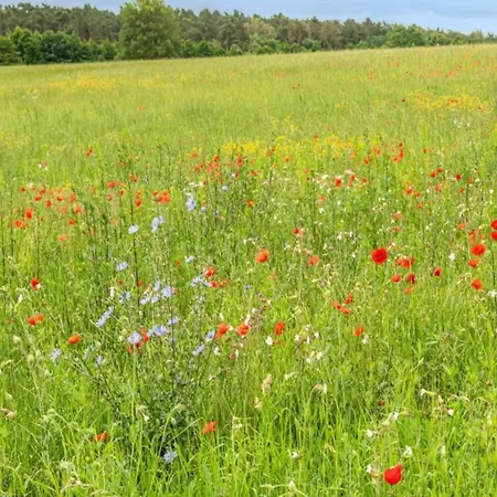 Im Skandinavischen Stil Rechlin